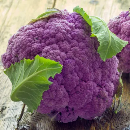 Květák Di Sicilia Violetto - Brassica oleracea - semena květáku - 30 ks