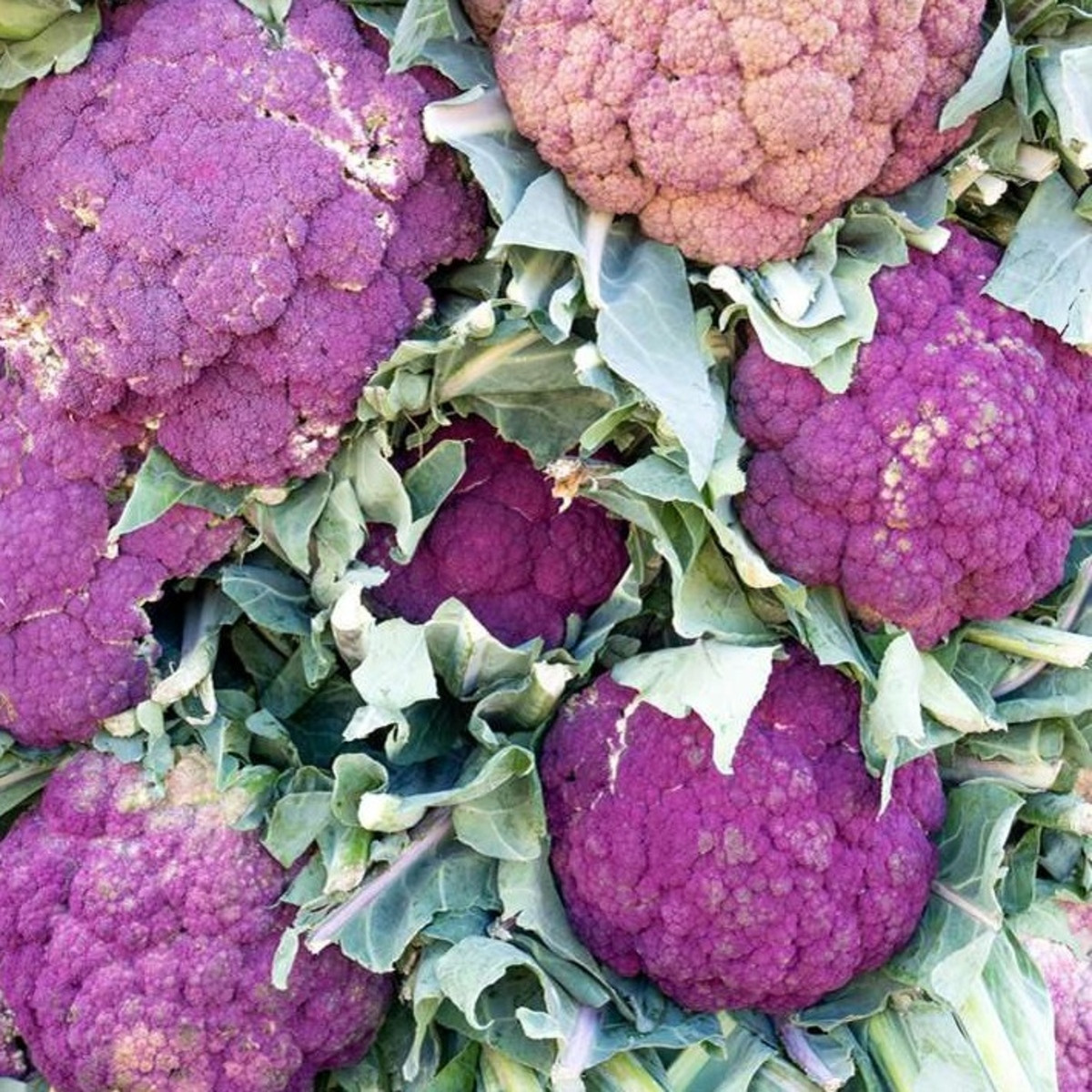 Květák Di Sicilia Violetto - Brassica oleracea - semena květáku - 30 ks