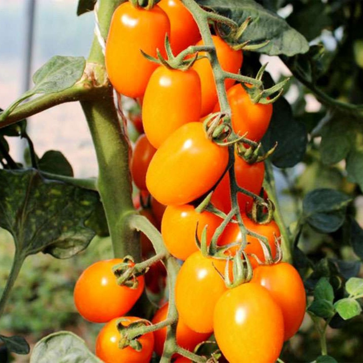 Rajče tyčkové Dattorange F1 - Solanum lycopersicum - semena rajčete - 6 ks