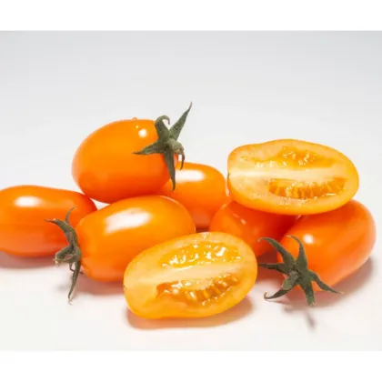 Rajče tyčkové Dattorange F1 - Solanum lycopersicum - semena rajčete - 6 ks