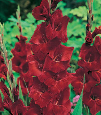 Gladiol Oscar - Gladiolus - hlízy mečíku - 3 ks
