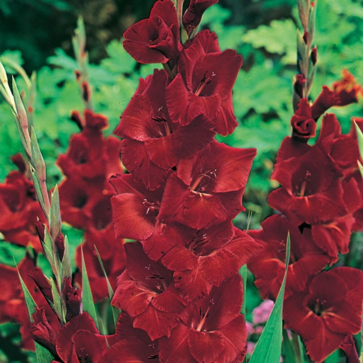 Gladiol Oscar - Gladiolus - hlízy mečíku - 3 ks