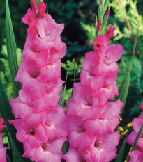 Gladiol Fidelio - Gladiolus - hlízy mečíku - 3 ks