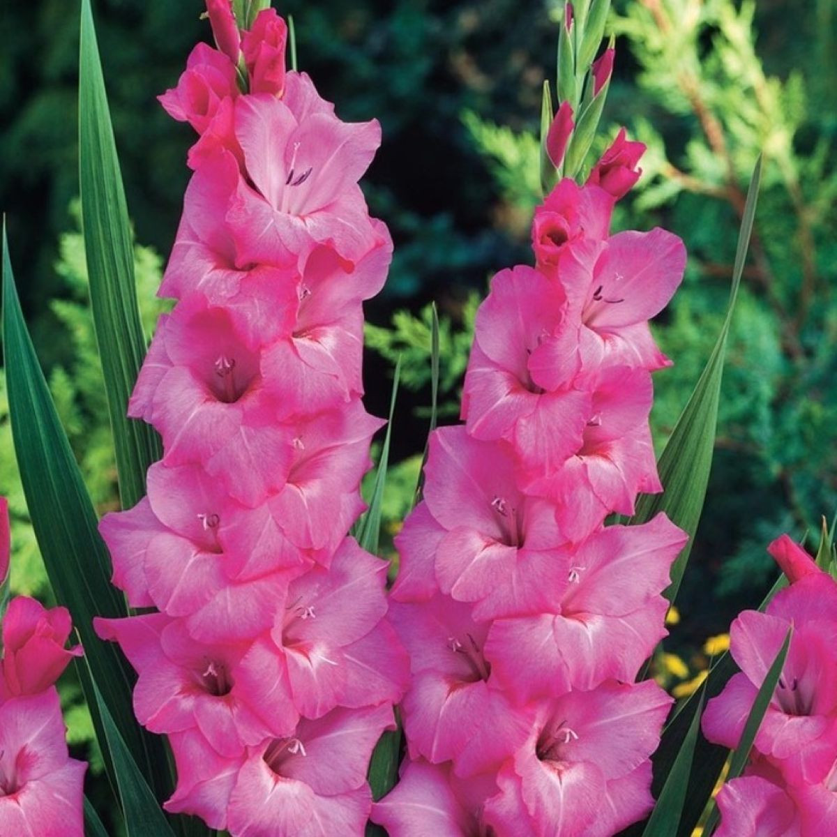 Gladiol Fidelio - Gladiolus - hlízy mečíku - 3 ks