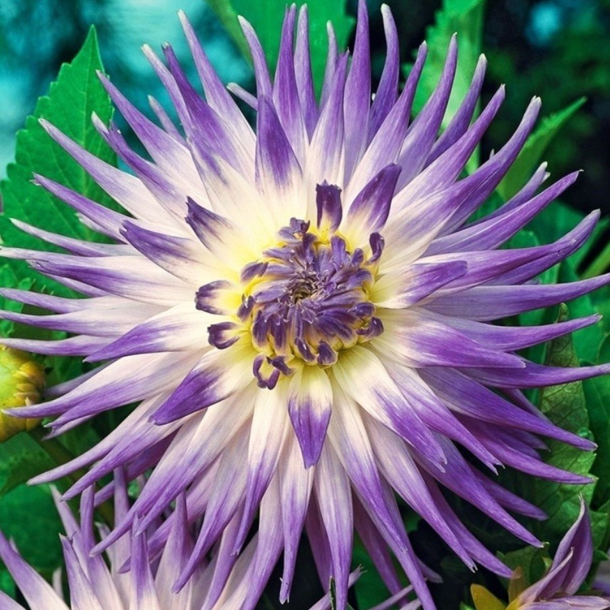 Jiřinka Veritable - Dahlia - hlízy jiřinky - 1 ks