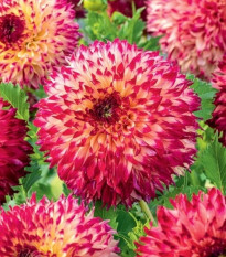 Jiřinka Aiyana - Dahlia - hlízy jiřinky - 1 ks