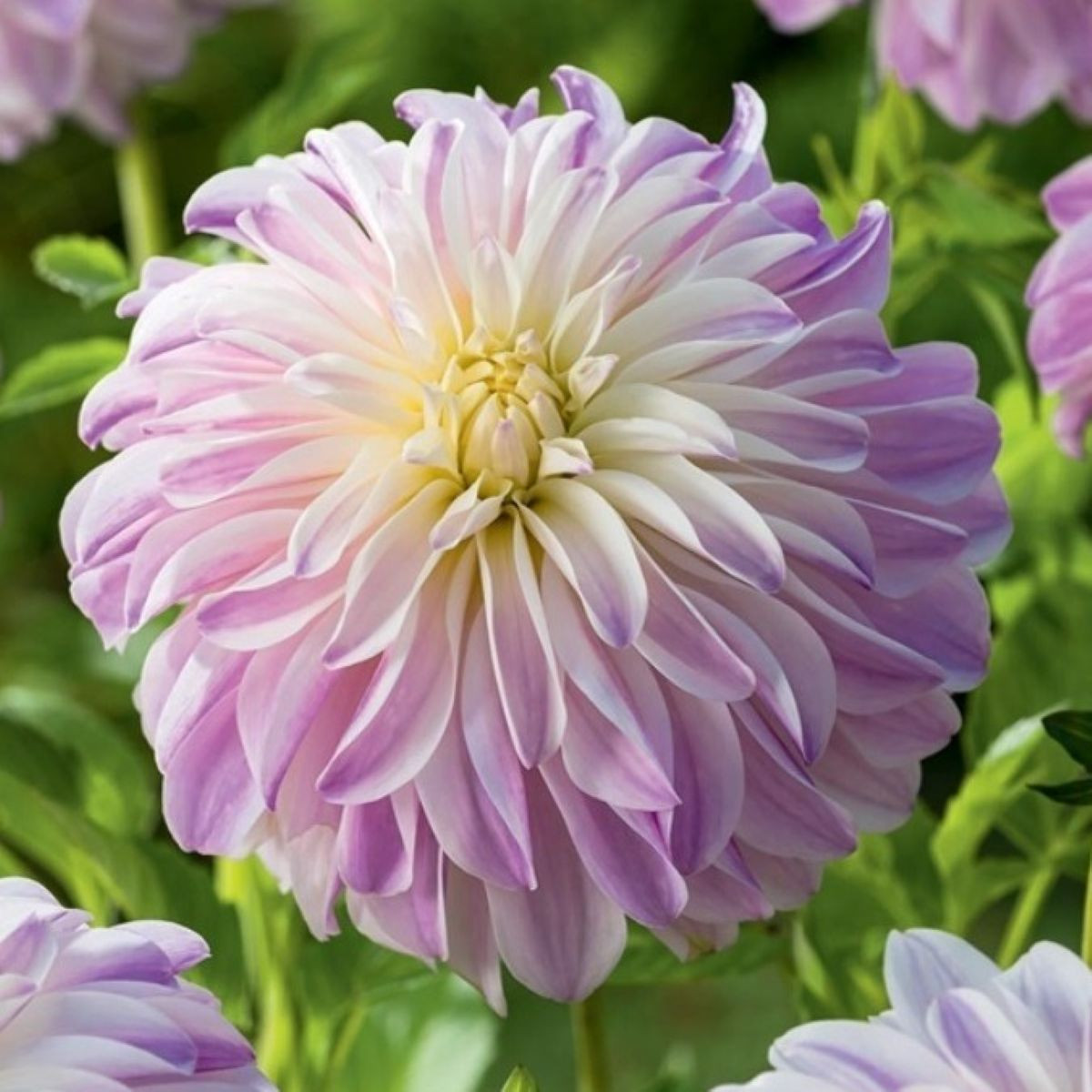 Jiřinka Time For All - Dahlia - cibule jiřinek - 1 ks