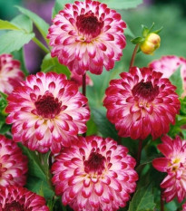 Jiřinka Little Robert - Dahlia - hlízy jiřinky - 1 ks