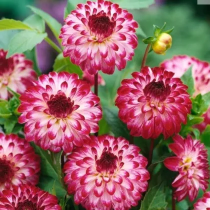 Jiřinka Little Robert - Dahlia - hlízy jiřinky - 1 ks