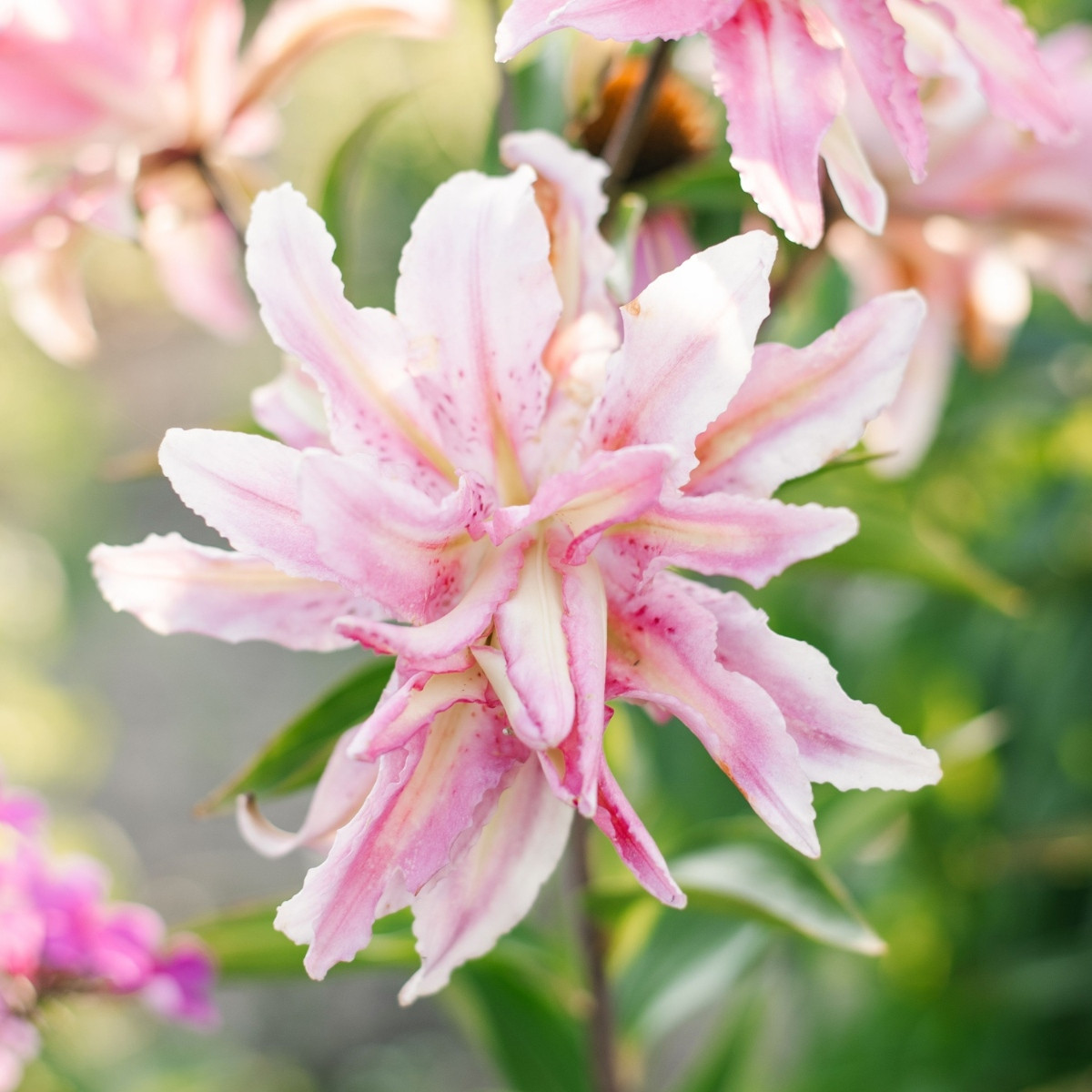 Lilie Broken Heart - Lilium - cibule lilie - 1 ks