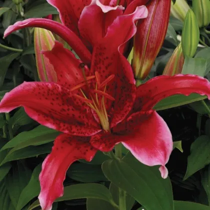 Lilie Red Flash - Lilium - cibule lilie - 1 ks