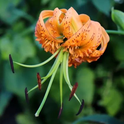 Lilie Henryi - Lilium - cibule lilie - 1 ks