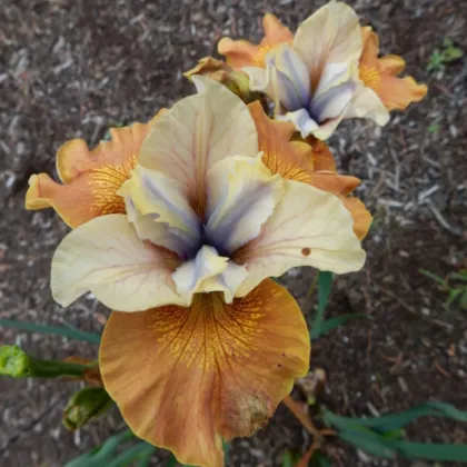 Kosatec sibiřský Orange Grooves - Iris sibirica - hlízy kosatce - 1 ks