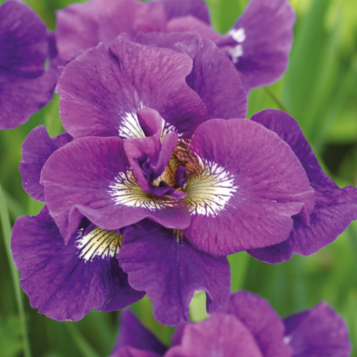 Kosatec sibiřský Kaboom - Iris sibirica - hlízy kosatce - 1 ks