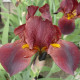 Kosatec německý bordó - Iris germanica - hlízy kosatce - 1 ks
