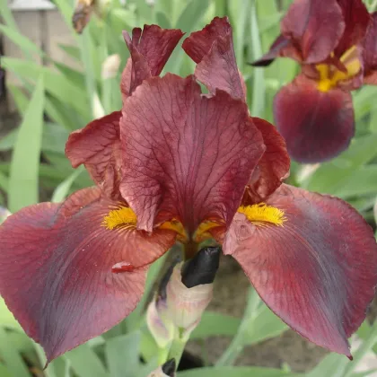 Kosatec německý bordó - Iris germanica - hlízy kosatce - 1 ks