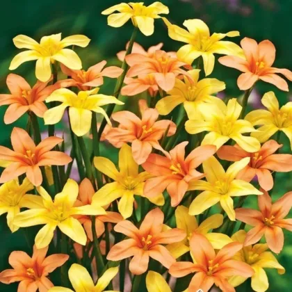 Morea směs - Homeria - hlízy morey - 8 ks