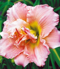 Denivka Double Dream - Hemerocallis - hlízy denivky - 1 ks