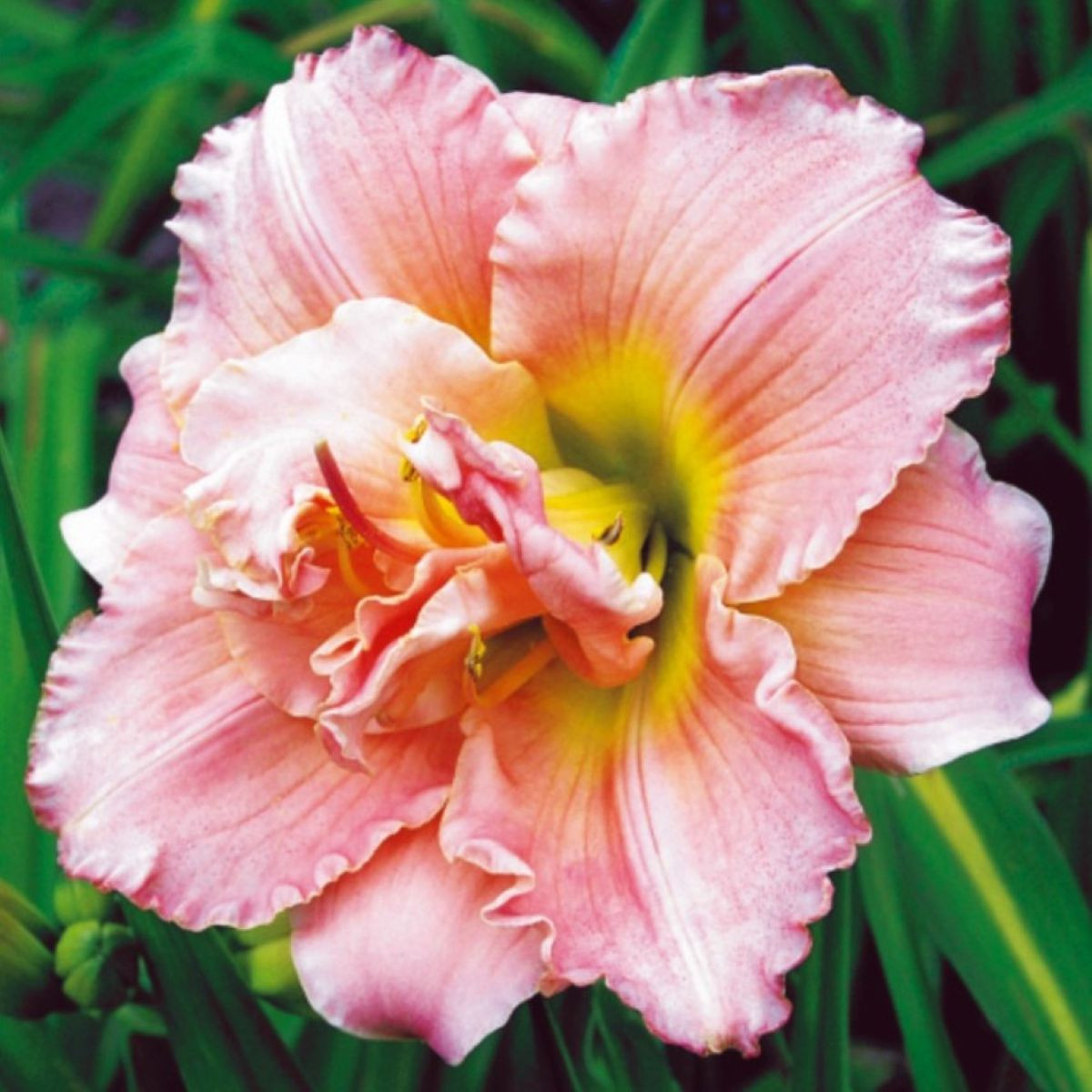 Denivka Double Dream - Hemerocallis - hlízy denivky - 1 ks