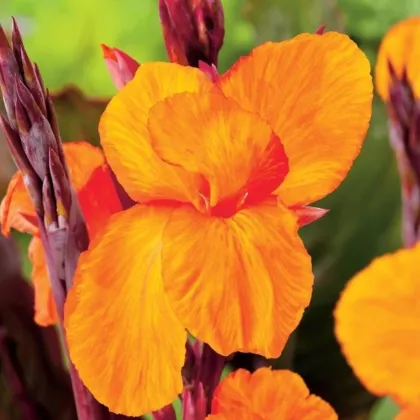 Dosna Jivago - Canna - hlízy dosny - 1 ks