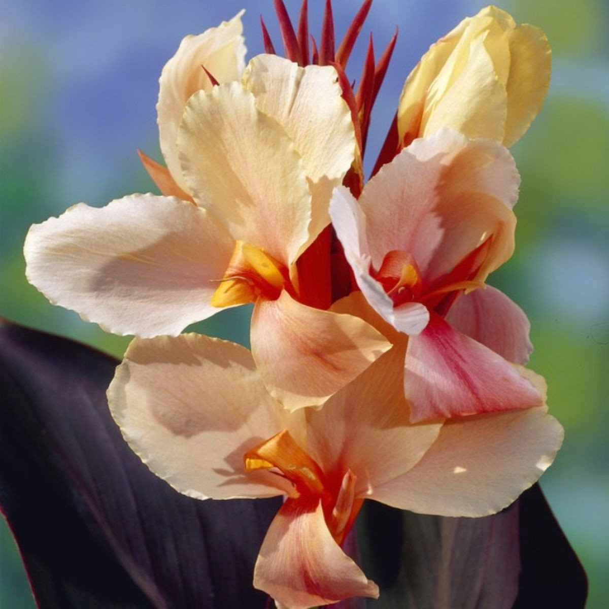 Dosna Angel Martin - Canna - hlízy dosny - 1 ks