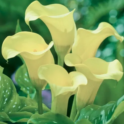 Kala Albomaculata - Zantedeschia - hlízy kaly - 1 ks