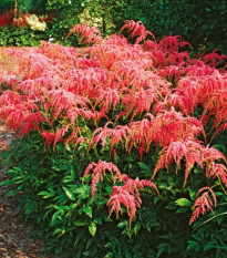 Čechrava Thunbergii Straussenfeder – Astilbe – csomók čechravy