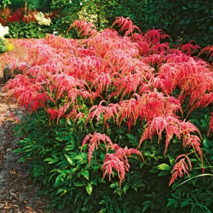 Čechrava Thunbergii Straussenfeder – Astilbe – csomók čechravy