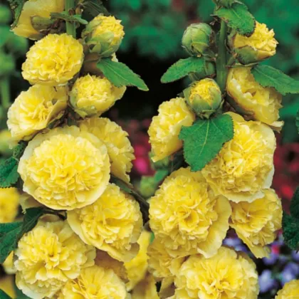 Topolovka žlutá - Alcea rosea - prostokořenné sazenice topolovky - 1 ks