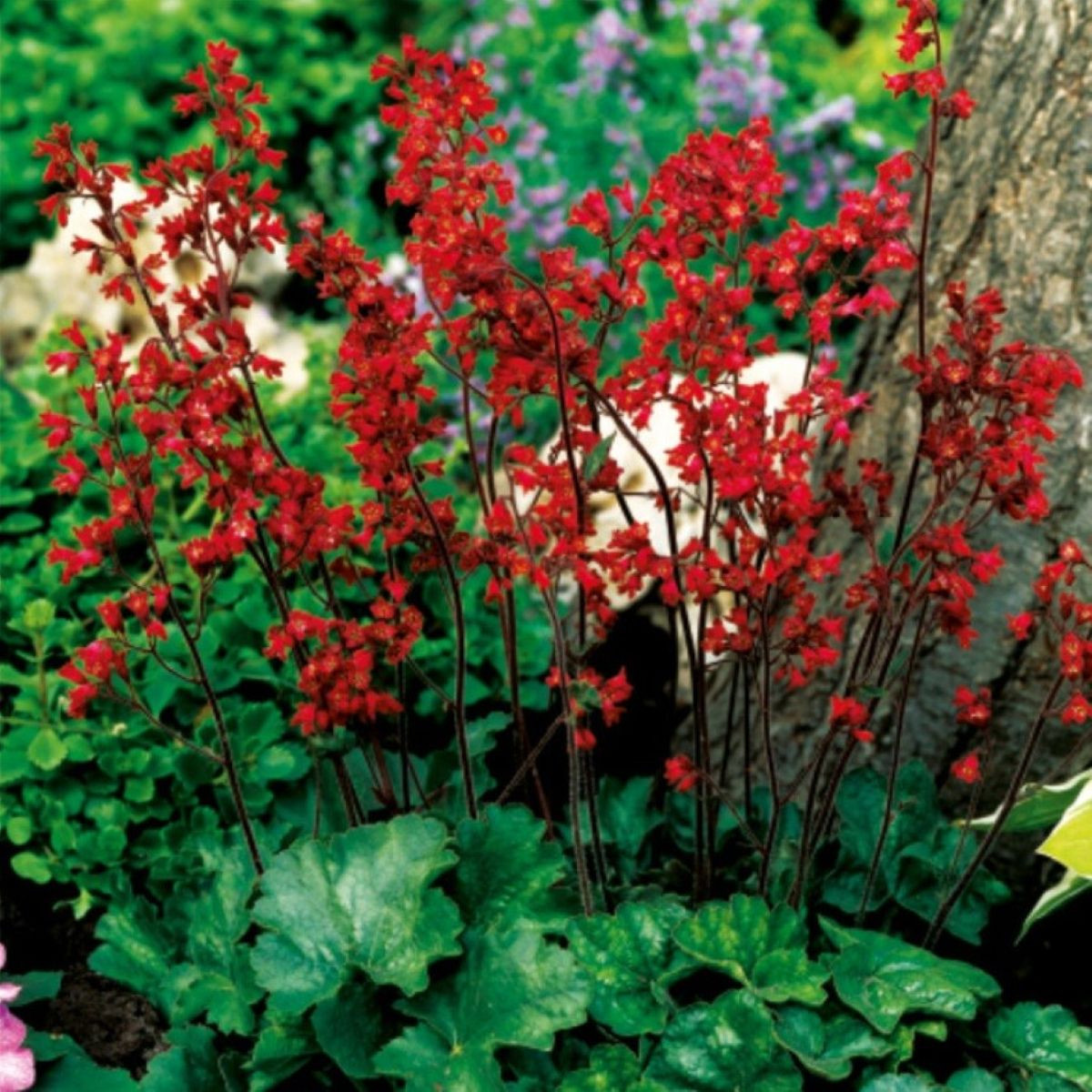 Dlužicha krvavá - Heuchera sanquinea - prostokořenné sazenice dlužichy - 1 ks