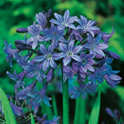 Kalokvět modrý - Agapanthus praecox - prostokořenné sazenice kalokvětu - 1 ks