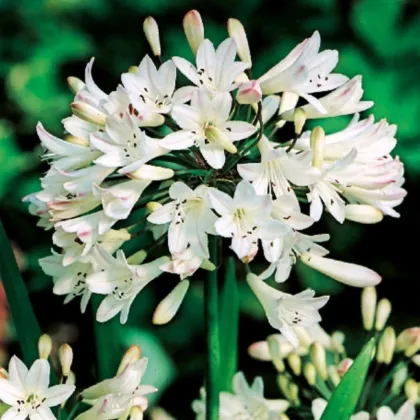Kalokvět bílý - Agapanthus praecox - hlízy kalokvětu - 1 ks