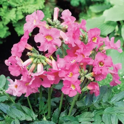 Dvojostice růžová - Incarvillea delavayi - hlízy dvojostice - 1 ks