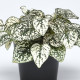 Podrostovka listoklasá Splash Select White - Hypoestes - semena podrostovky - 30 ks