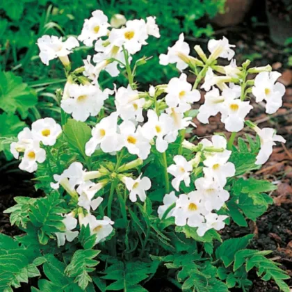 Dvojostice bílá - Incarvillea delavayi - hlízy dvojostice - 1 ks