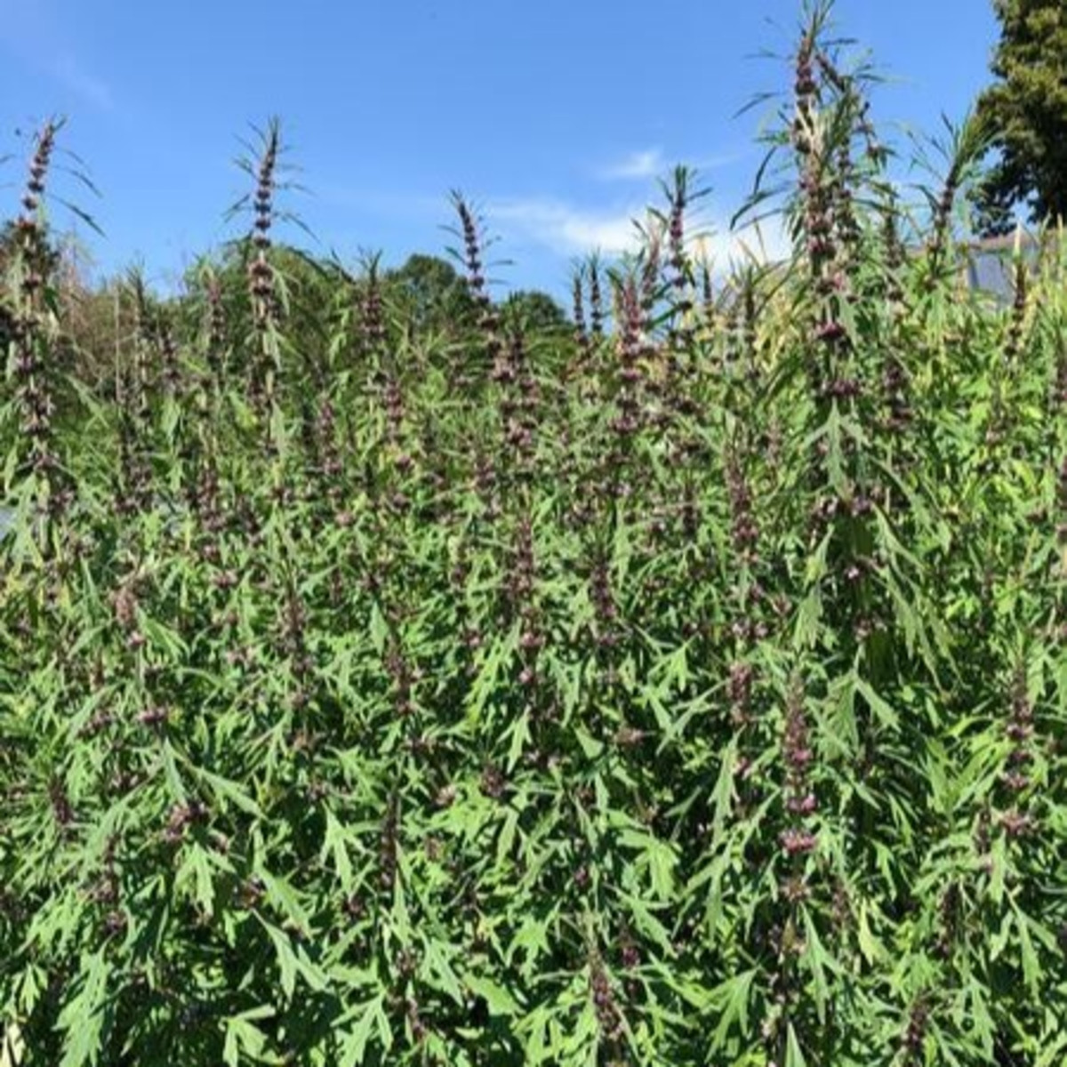 Srdečník sibiřský - Leonorus sibiricus - semena srdečníku - 50 ks