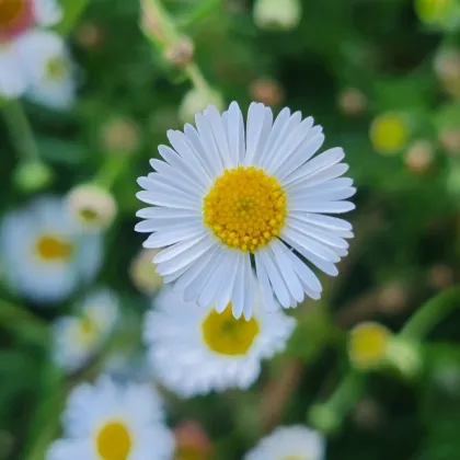Turan Karwinského Profusion - Erigeron karvinskianus - semena turanu - 50 ks