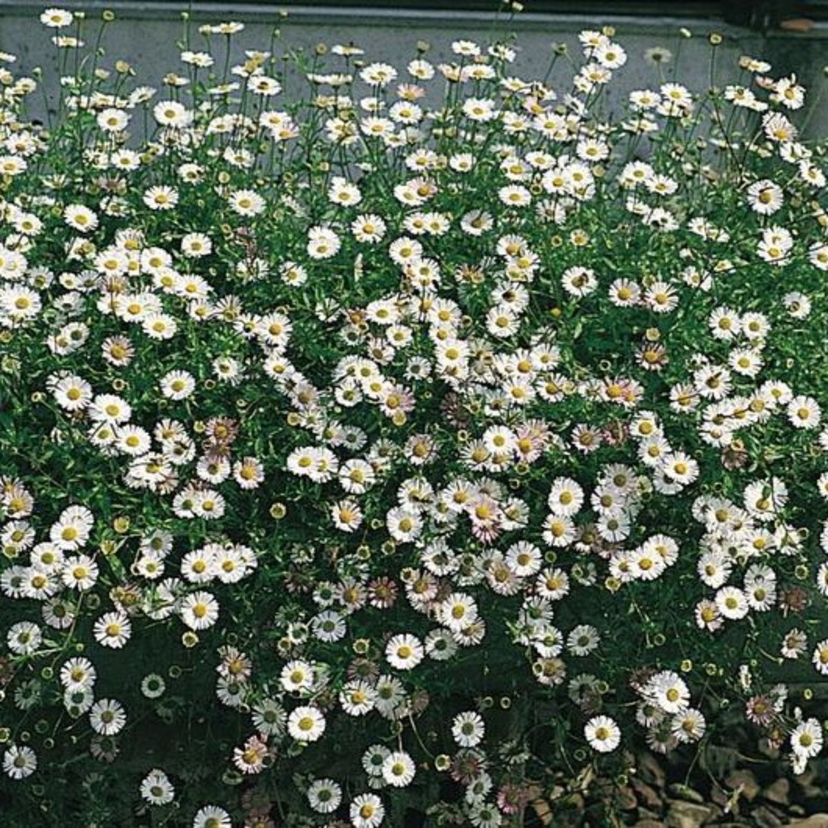 Turan Karwinského Profusion - Erigeron karvinskianus - semena turanu - 50 ks