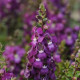 Angelonie úzkolistá Serenita purple - Angelonia serenita - semena angelonie - 6 ks