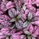 Podrostovka listoklasá Splash Select Rose - Hypoestes - semena podrostovky - 30 ks