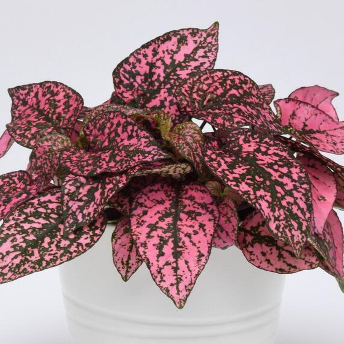 Podrostovka listoklasá Splash Select Rose - Hypoestes - semena podrostovky - 30 ks