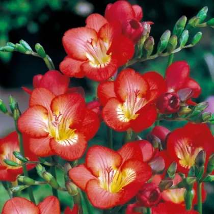 Frézie červená - Freesia - hlízy frézie - 3 ks