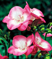 Frézie růžová - Freesia - hlízy frézie - 3 ks