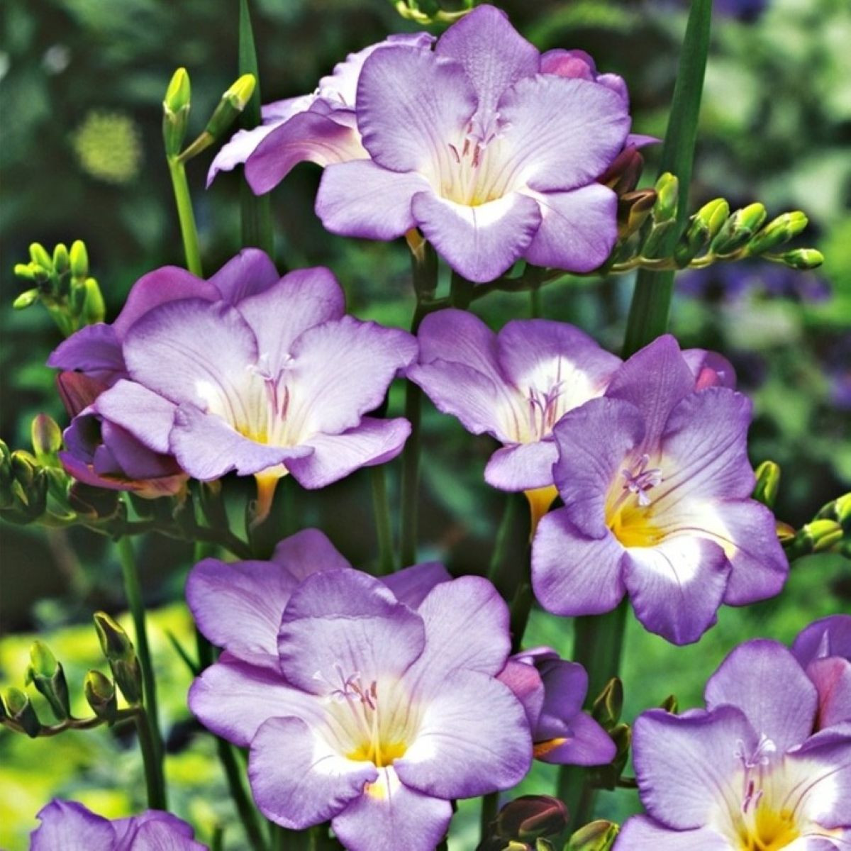 Frézie modrá - Freesia - hlízy frézie - 3 ks