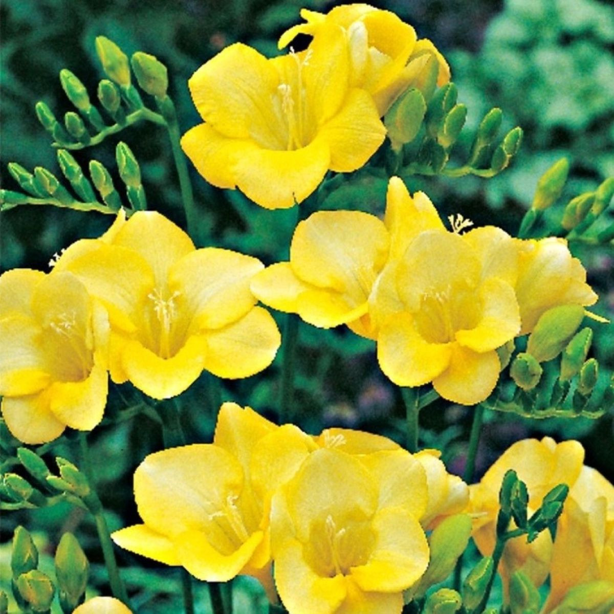 Frézie žlutá - Freesia - hlízy frézie - 3 ks