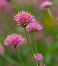 Tűzijáték gomphrena – Gomphrena pulchella – gomphrena magok – 20 db