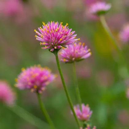 Tűzijáték gomphrena – Gomphrena pulchella – gomphrena magok – 20 db