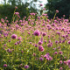 Pestrovka Fireworks - Gomphrena pulchella - semena pestrovky - 10 ks