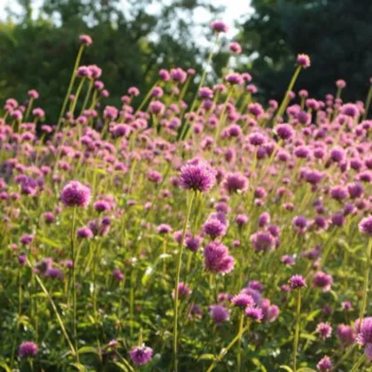 Tűzijáték gomphrena – Gomphrena pulchella – gomphrena magok – 20 db