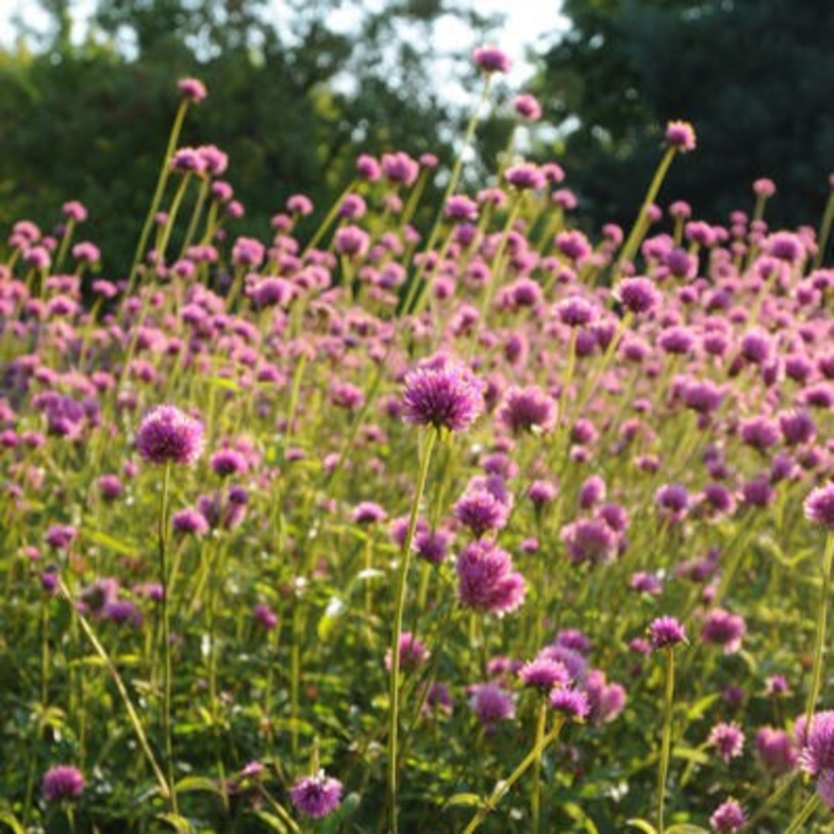 Tűzijáték gomphrena – Gomphrena pulchella – gomphrena magok – 20 db